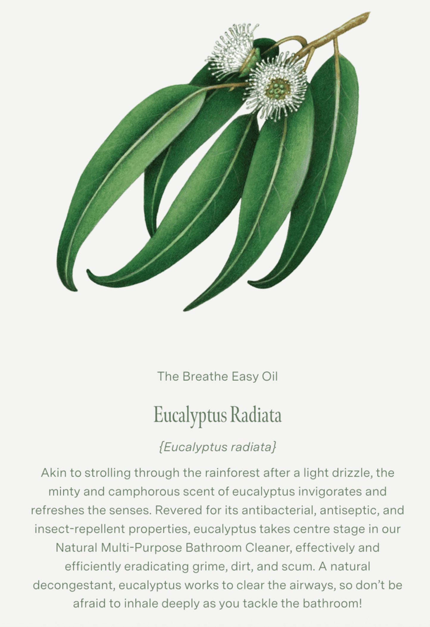 Eucalyptus, Peppermint & Rosalina Pillow & Linen Spray