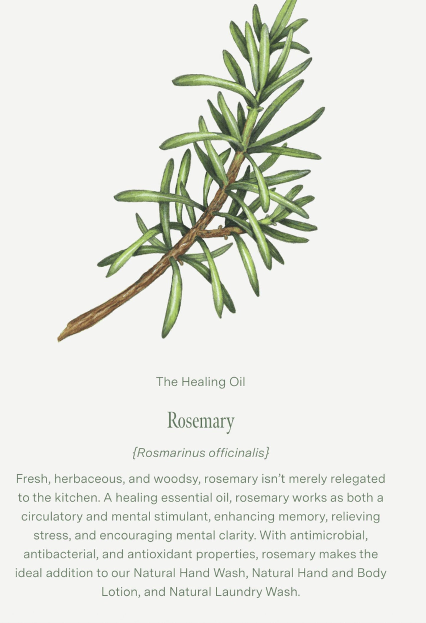 KOALA ECO Lemon Scented Eucalyptus & Rosemary Hand Wash